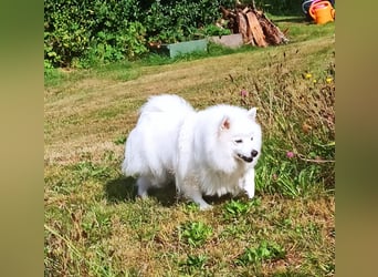 Japan Spitz Welpen verfügbar