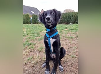 Bluey - eher ein Frauenhund