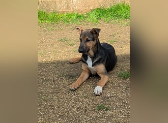 lieber Bruce sucht sein kuscheliges Zuhause