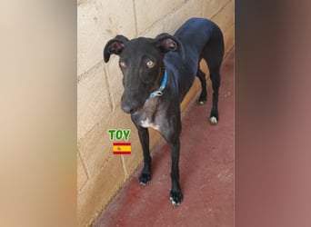 Toy,geb.04/24,fröhlicher Galgo sucht seine Familie