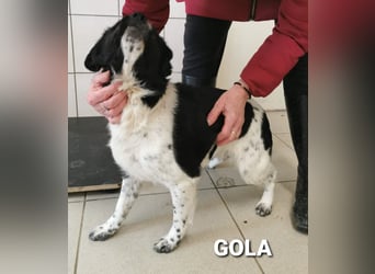 Gola, klein, sehr hübsch mit tollem Charakter PS 49143 Bissendorf