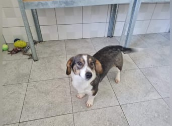 Dackelchen Mia und Emmi wollen nicht getrennt werden