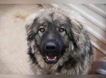 Paul: Besonderer Hund braucht ein Zuhause