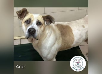 Ace: Sucht ein Zuhause