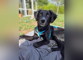 Bluey - eher ein Frauenhund
