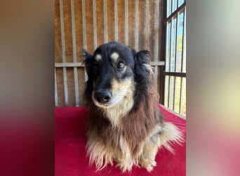 Gino, Collie-Mix, Rüde, geb. am 01.01.2018, 40 cm, -Notfall-