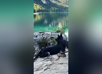 Liebenswerter, intelligenter Schäferhund sucht sein für-immer zu Hause