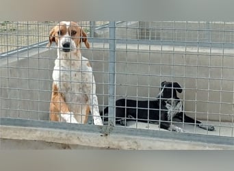 Hübsche NELA mit ihren seelenvollen Augen wartet auf ihre "Für-immer-Familie"