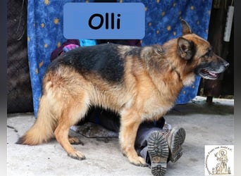 Olli - die bildschöne Schäferin