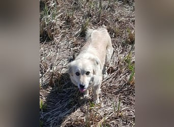 AURI gerettet aus Horror Tötung von Slatina, Ostern'22