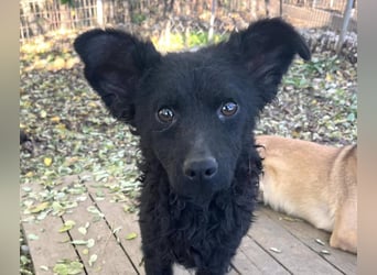 Freundlicher PANCHO ist ein liebevoller und allseits beliebter Traumhund