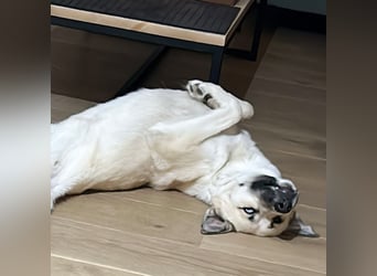 Gorbi aka Gorbatschow - freundlich, klug, sensibel - wünscht sich Struktur und Sicherheit