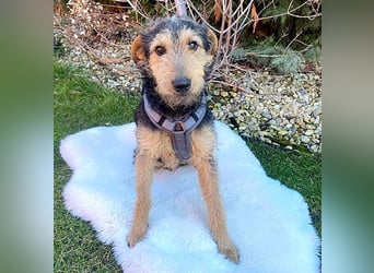 ❤️ superlieber PINO - 1 Jahr, 40cm - Mischling