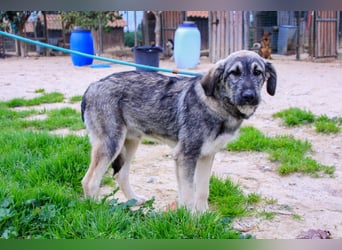 Rico  - Mix Schnauzer / Schäferhund, lieb und verträglich