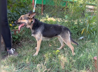 Norka - diesen Hund sollte man kennenlernen
