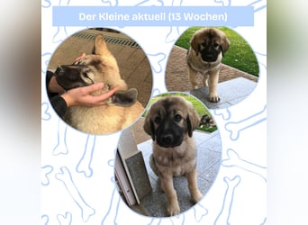 Sarplaninac-Welpe sucht neues Zuhause (Hirtenhund, Herdenschutzhund, Schäferhund)