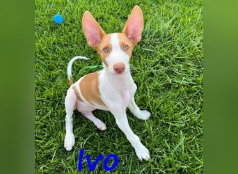 Ivo geb. 03/2025 (ESP) - verspielter Podenco Ibicenco Welpe!