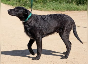 Feri, hat das Zeug für einen tollen Familienhund
