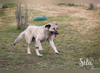 SPIRIT + SILA - die beiden Kangal-Mixe suchen ein gemeinsames Zuhause bei hundeerfahrenen Menschen
