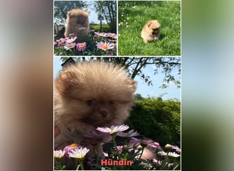 Pomeranian Zwergspitz Welpen