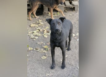 lernwilliger Rüde JACK sucht sein Für-Immer-Körbchen