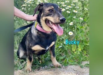 Bucky geb. 12/2021 - lustiger, aktiver und verspielter Outdoor-Begleiter!