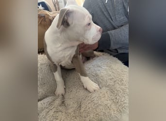 Old englisch Bulldog Welpen