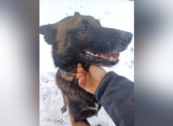 Leon: Malinois-Fans aufgepasst!