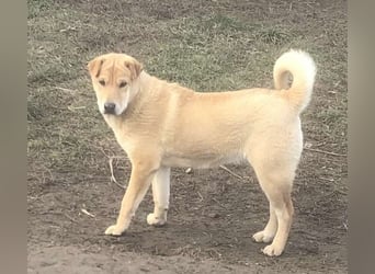 Ronja