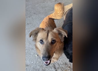NALO, Rüde, 3,5 Jahre, 38cm, Mischling, Tierschutz