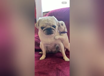 Mops Welpen ( noch 2 Rüde)