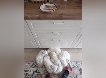 Welpen Weiße Schweizer Schäferhunde