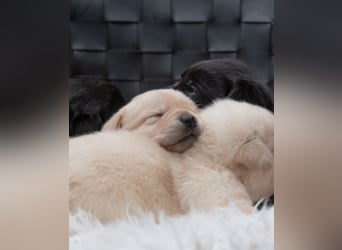 Wunderschöne Labrador Welpen sind noch frei!