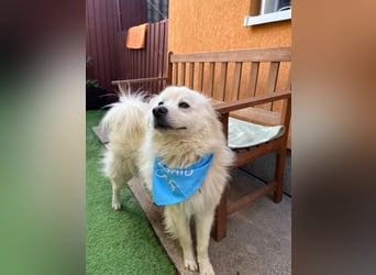 Mishka SR – sanfter Schneebär sucht ruhiges Zuhause