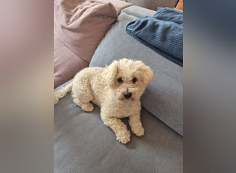 Reserviert! Bichon-Mix MAYA