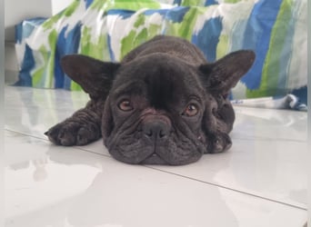 Bruja