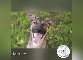 Marlee: Lebensfreude sucht Zuhause