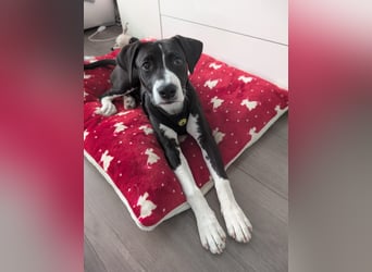 Welpe Kira sucht ihr Für-Immer-Zuhause ❤️