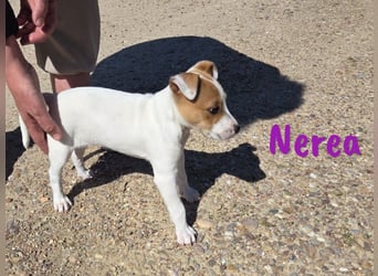 Nerea 01/2025 (ESP Pflegestelle) - aufgewecktes, süßes Ratonero Bodeguero Andaluz Mädchen!