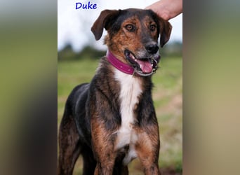 Duke 02/2021 (GRC) - dringend Pflegestelle oder Zuhause gesucht!