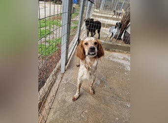 Pointer Mix MAILO (2,5 Jahre) sucht eine eigene Familie