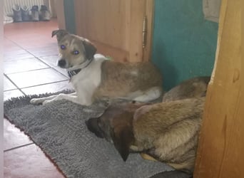 ♥JUPPI♥ auf Pflegestelle in Köln -wunderschöner, aufgeschlossener, unkomplizierter aktiver Rüde 44cm