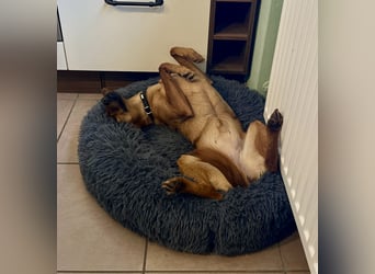 Zuhause voller Liebe für Lou gesucht