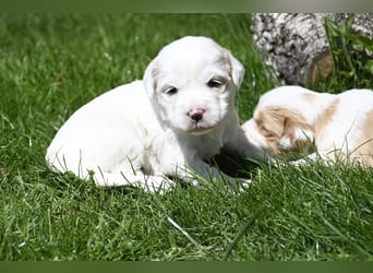 traumhaft hübscher Tibet Terrier Welpen aus erfahrender Zucht  sind geboren dürfen im Juni ausziehen