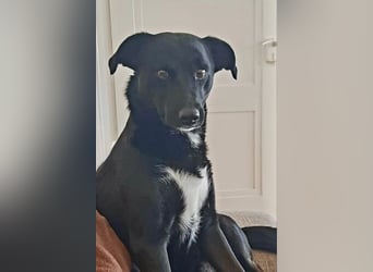 Charly - Großes Herz sucht Familie für ein dauerhaftes Happy End! (78166 Donaueschingen)