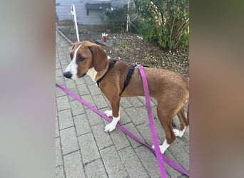 Valentina – Lebensfreude auf vier Pfoten sucht aktives Zuhause