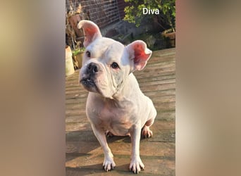 Diva sucht tierfreie Zone