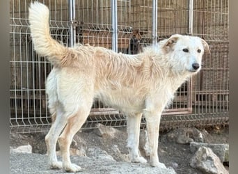 Wundervolle Vela sucht ihre Familie