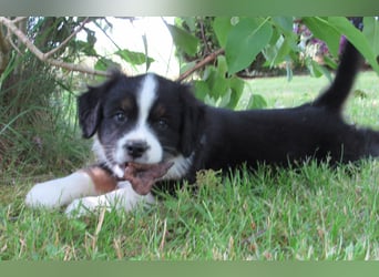 Mini Aussie Welpen Miniatur Australian Shepherd Welpen Welpe
