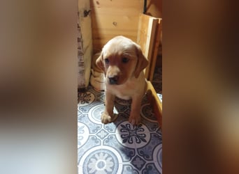 Labrador Welpen Hündinnen / Rüde in Fox- red - USA Line